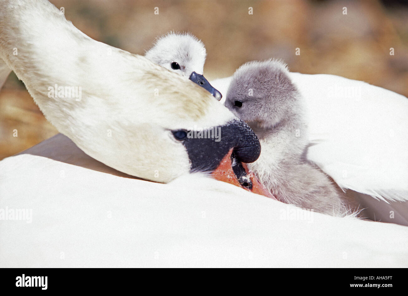 Newborn cygnets with mother swan Abbotsbury Swannery Dorset England UK Stock Photo