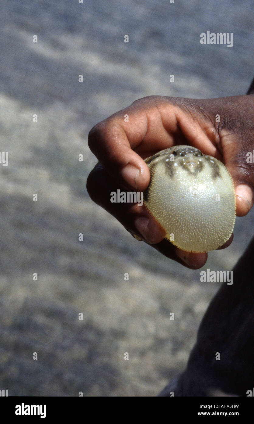 Pufferfish zanzibar african coast chwaka bay island ichthyology hires