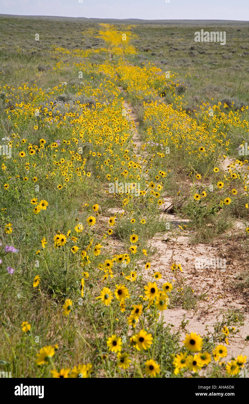 Kersey Colorado Prairie sunflowers growing along an old two track road