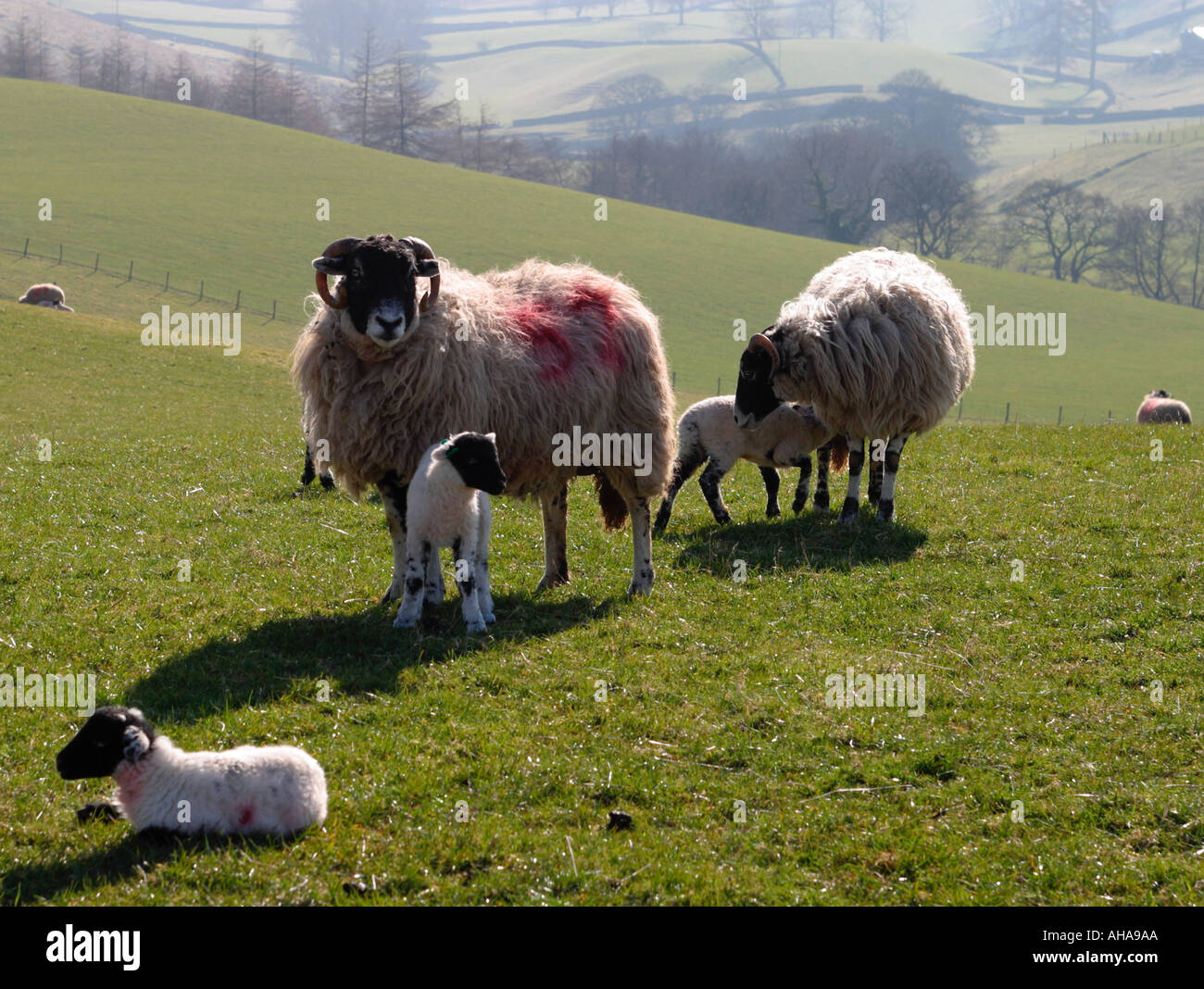 Pastoral scene of sheep and lambs in spring sunshine Stock Photo