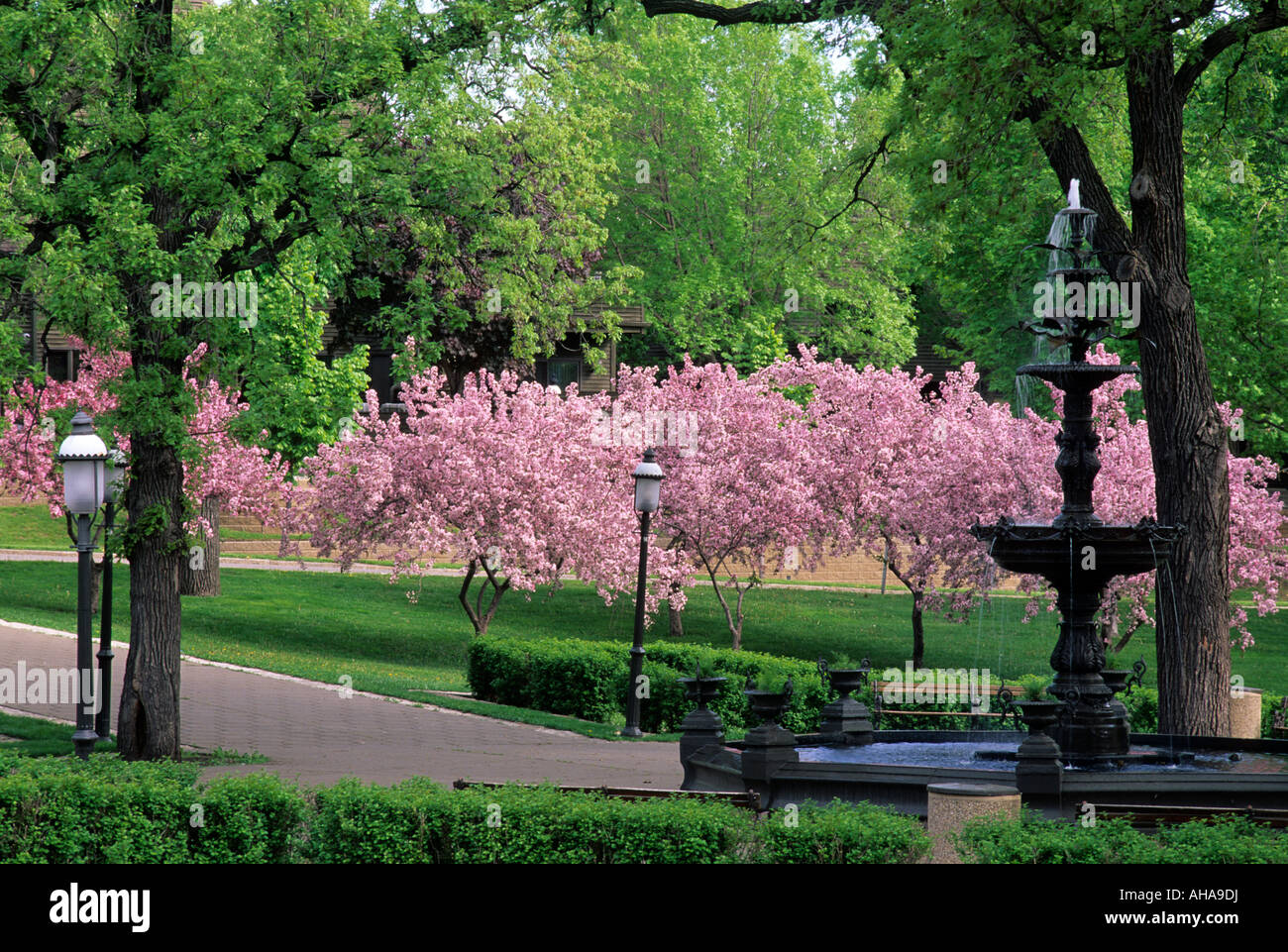 FOUNTAIN AND FLOWERING FRUIT TREES IN CENTER SQUARE OF IRVINE PARK