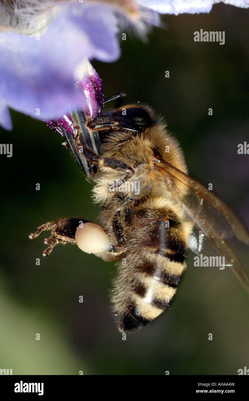 Honeybee (apis mellifera) and Star Flower (borage) Stock Photo
