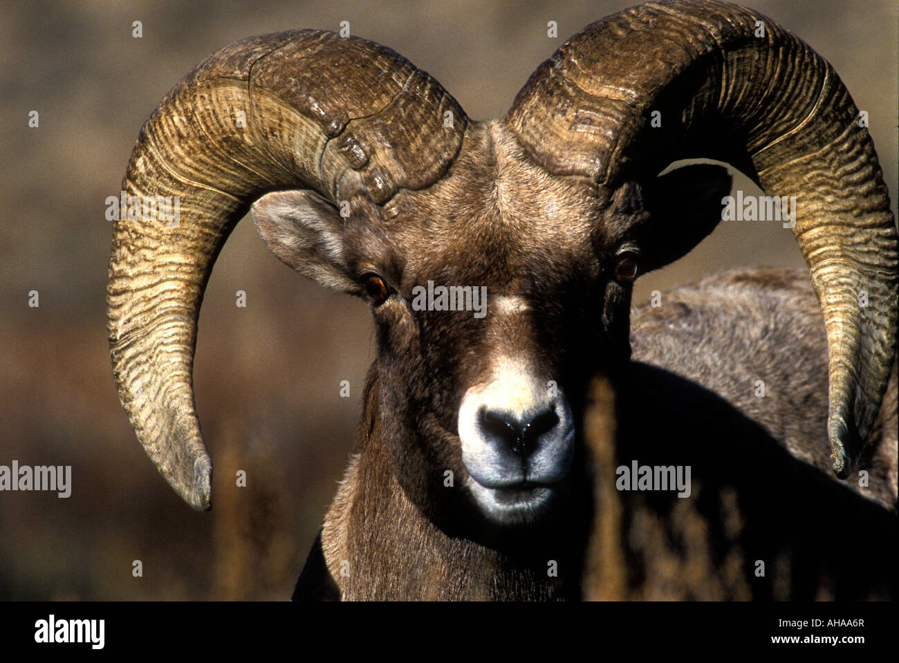 MS-284, BIGHORN SHEEP HEAD Stock Photo