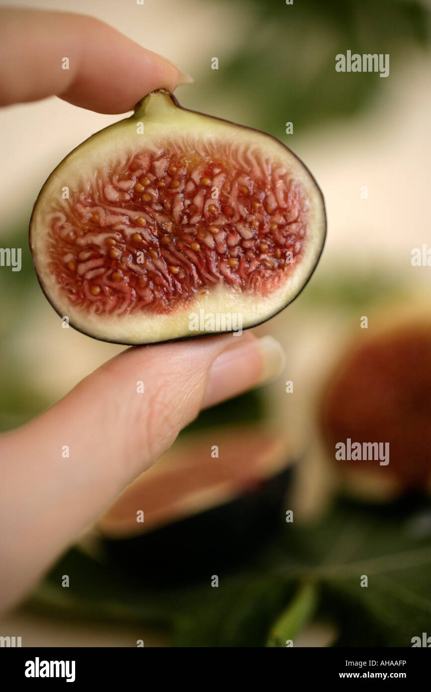 Hand holding fig Stock Photo - Alamy