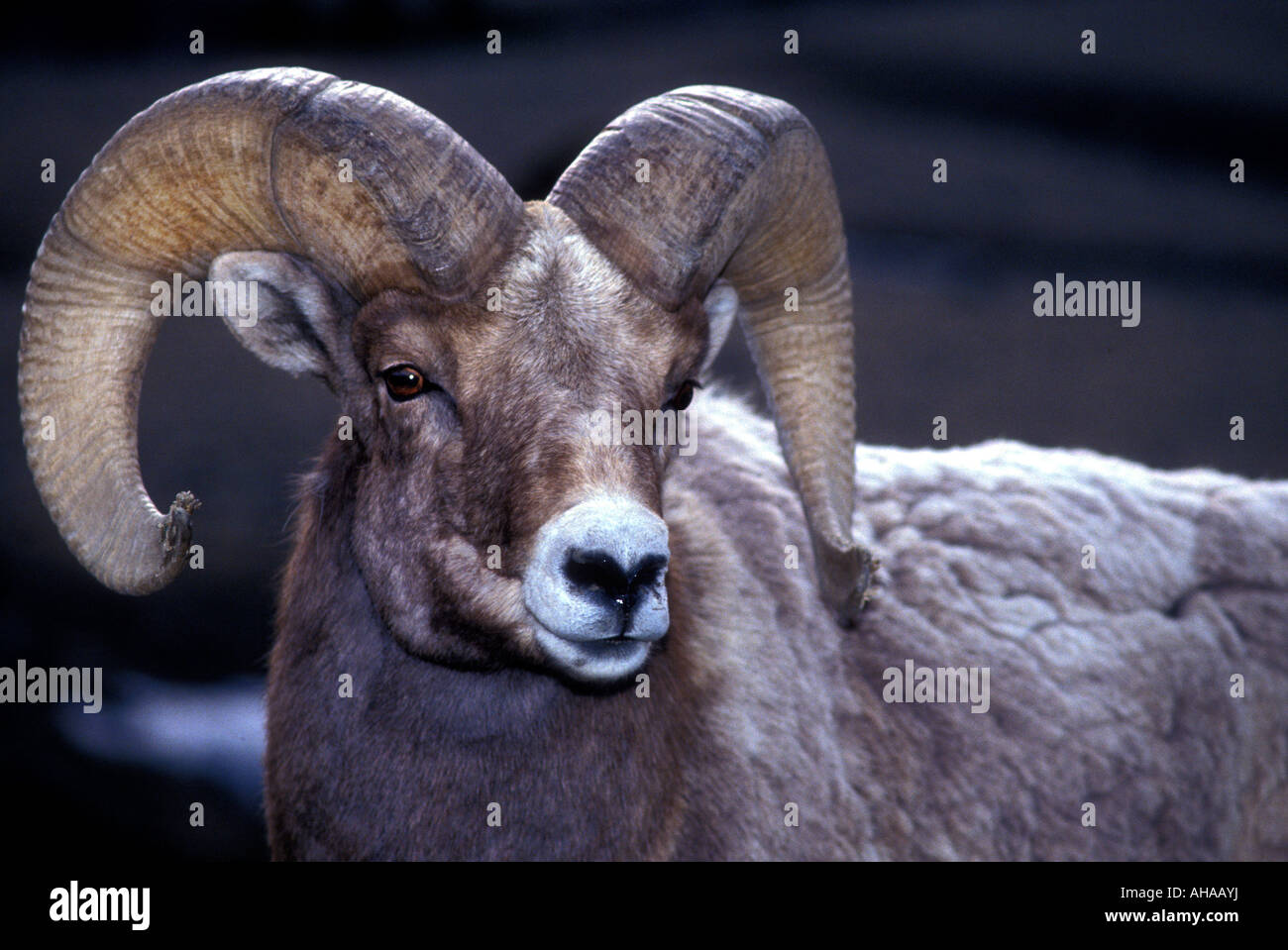 Sheep head hires stock photography and images Alamy