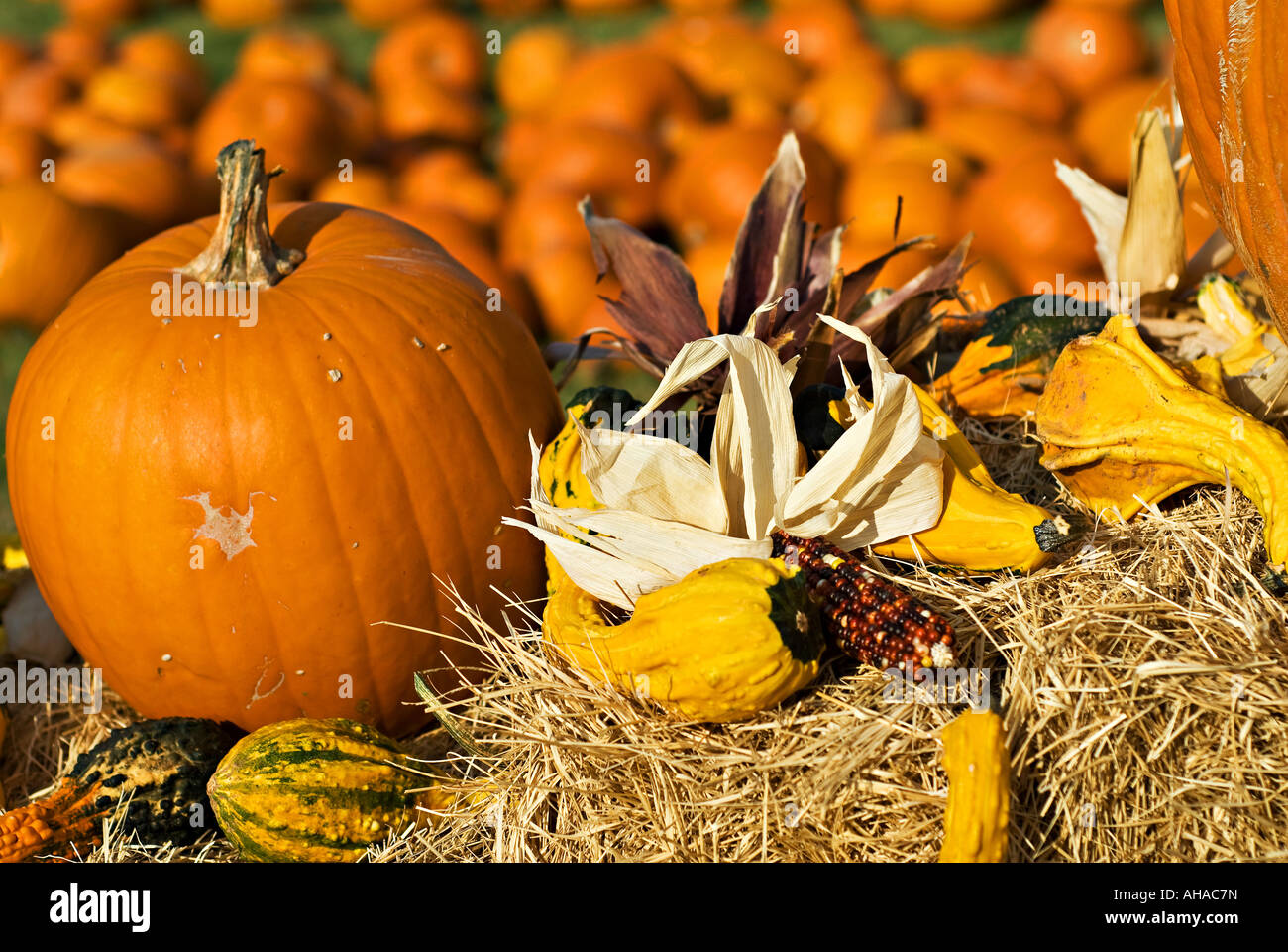 Pumpkins in a field Stock Photo - Alamy