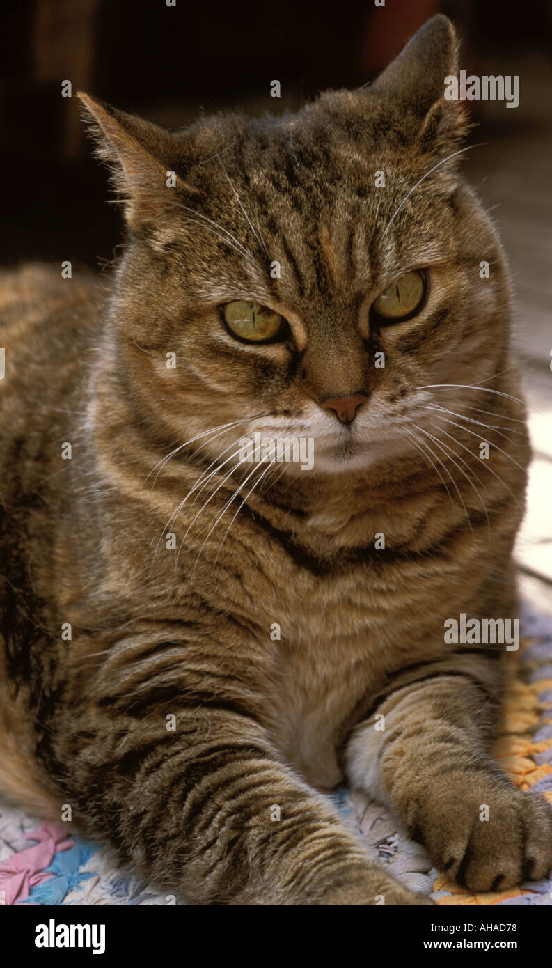 Angry cat Stock Photo