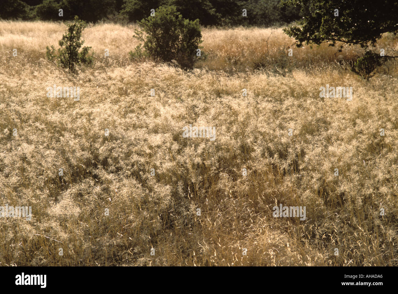 Golden field of grass hi-res stock photography and images - Alamy