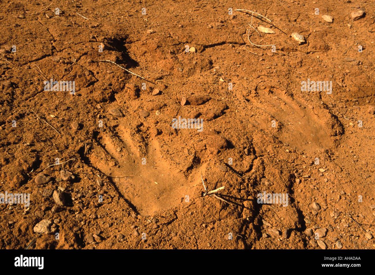 Hand prints in Red Earth Stock Photo
