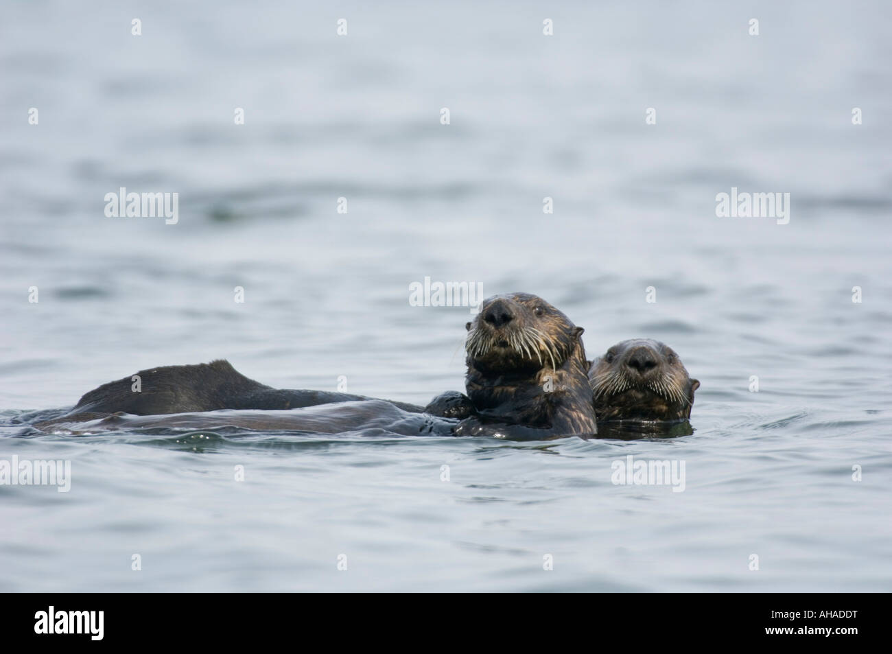 Sea Otters (Enhydra lutris) Izembek Lagoon, Alaska Peninsula, Alaska WILD Stock Photo