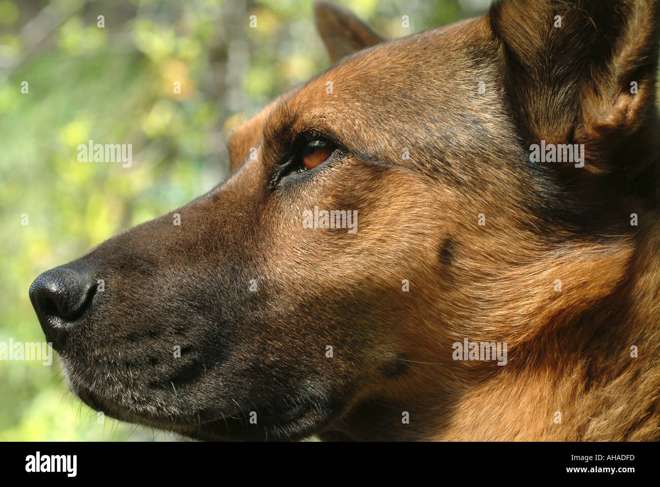 Dog Profile Stock Photo