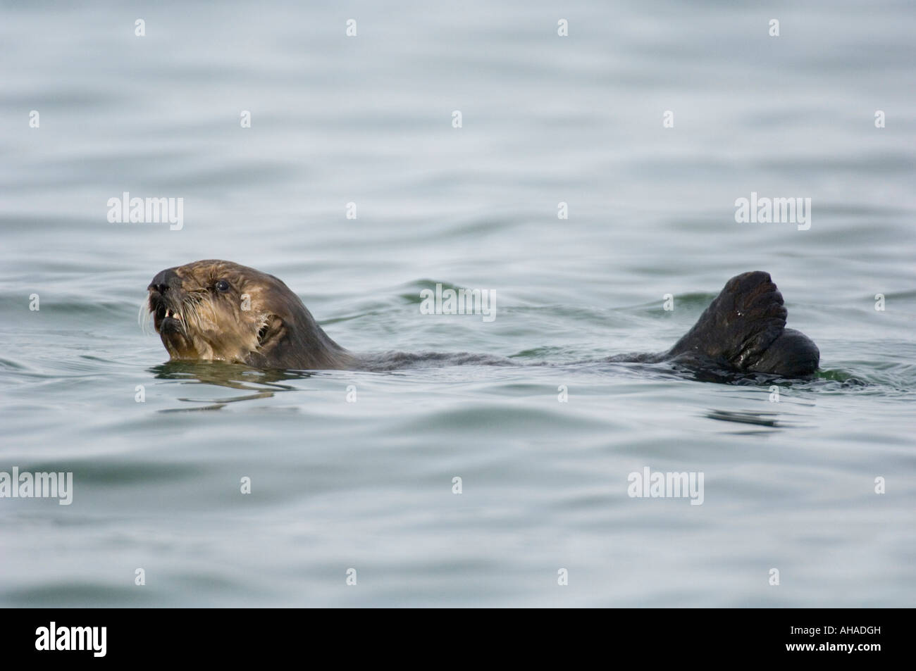 Young Sea Otter (Enhydra lutris) Izembek Lagoon, Alaska Peninsula, Alaska WILD Stock Photo