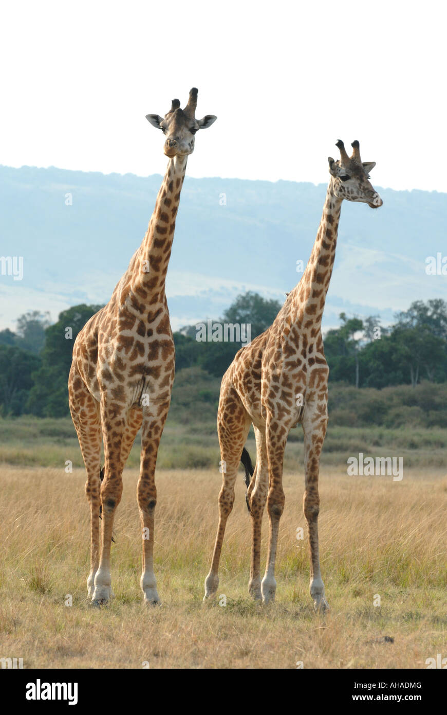 Two adult Masai or Common Giraffe in the Masai Mara National Reserve Kenya East Africa Stock Photo
