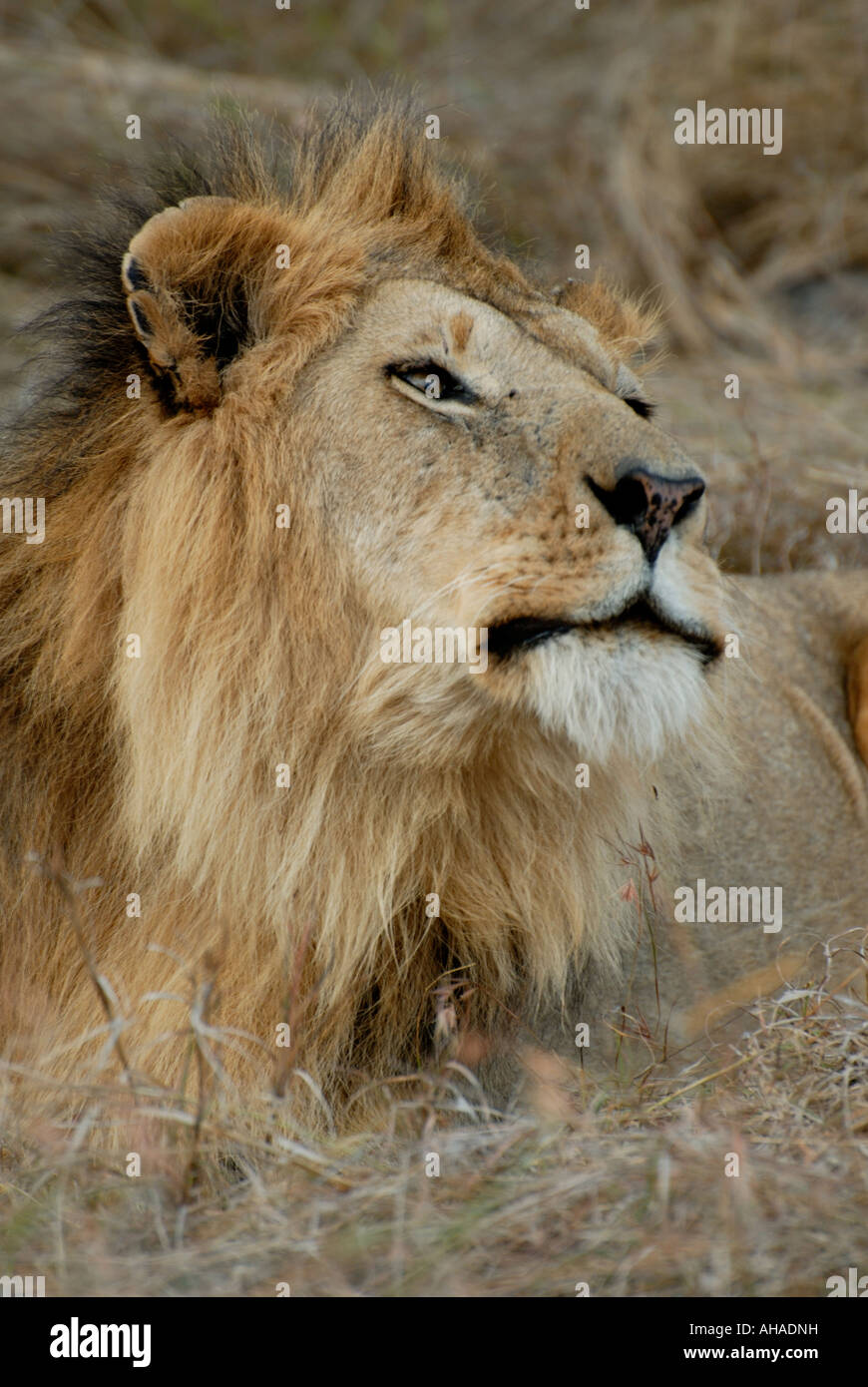 Portrait of a male lion in the Masai Mara National Reserve Kenya East ...