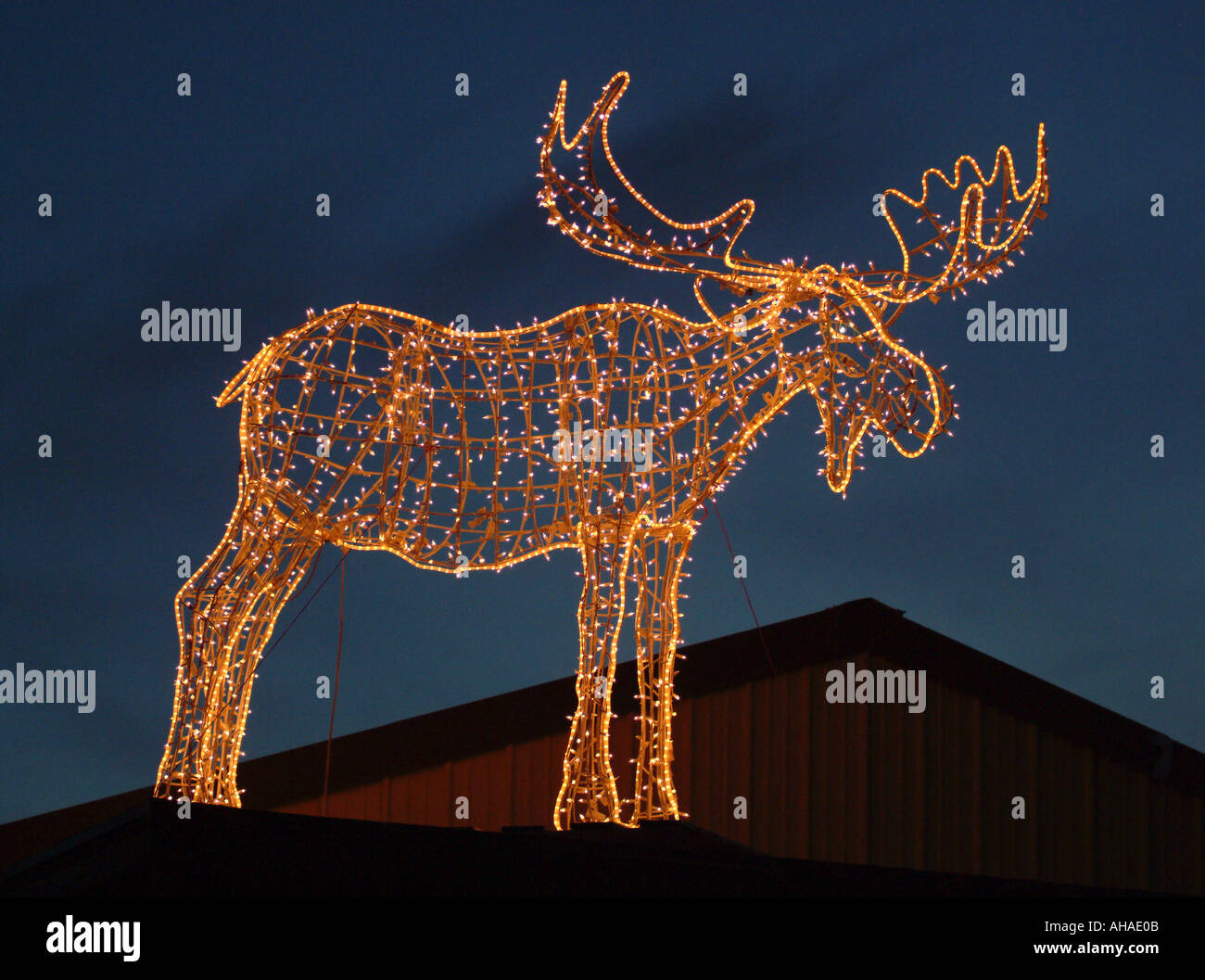 Moose In Lights Stock Photo