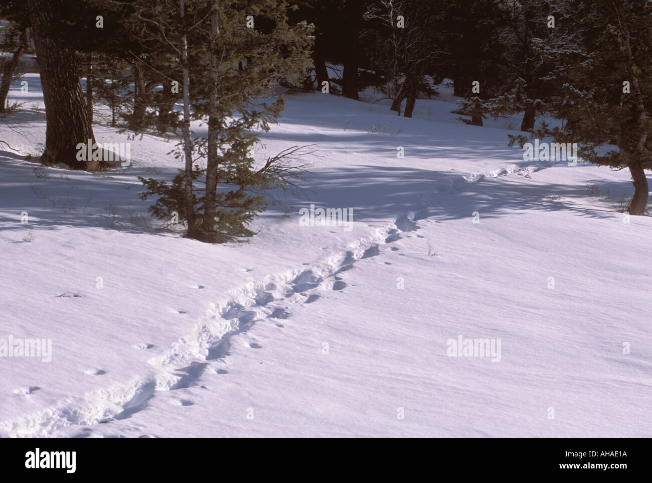 Snow Shoe Tracks Stock Photo Alamy