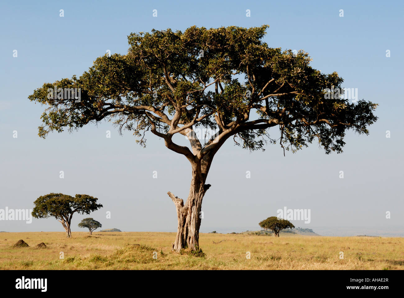Balanites trees in the Masai Mara National Reserve Kenya East Africa Stock Photo