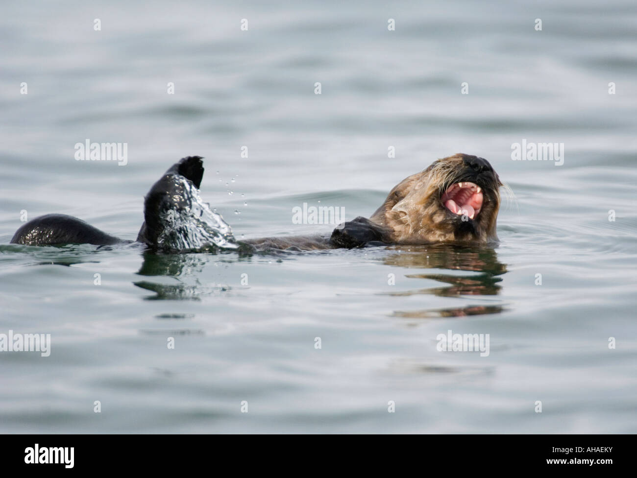 Young Sea Otter calling for mother (Enhydra lutris) Izembek Lagoon, Alaska Peninsula, Alaska Stock Photo