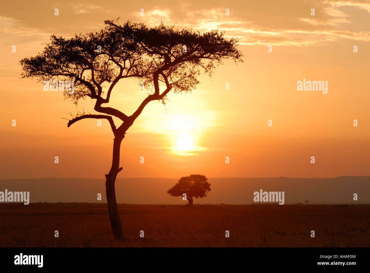 A Balanites tree silhouetted against the sunset sky in the Masai Mara National Reserve Kenya East Africa Stock Photo