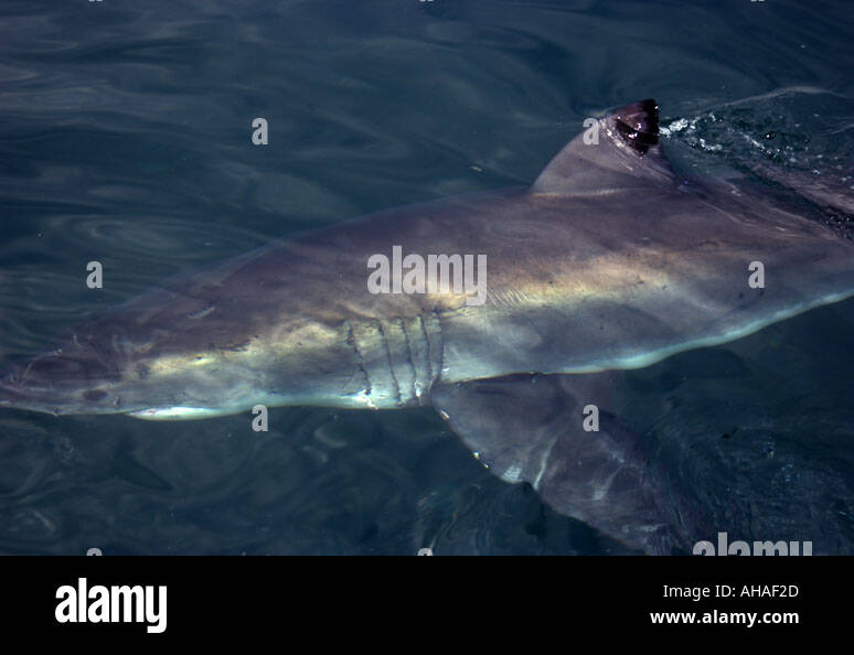 THE SILVERY PRESENCE OF A GREAT WHITE SHARK CARCHARODON CARCHARIAS SOUTH AFRICA Stock Photo