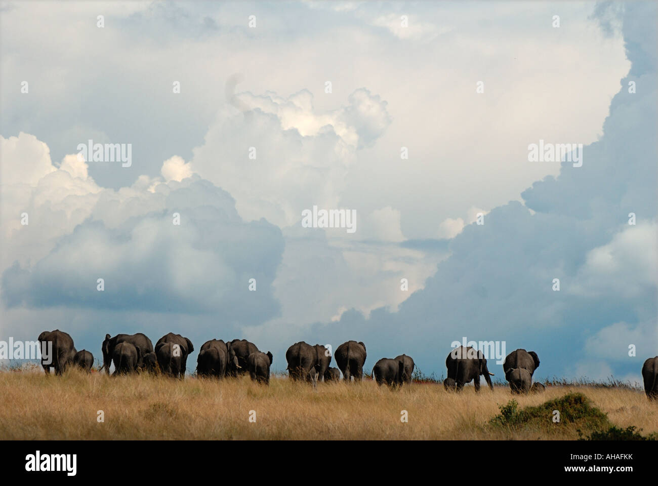 Elephant herd silhouetted against the sky in the Masai Mara National Reserve Kenya East Africa Stock Photo