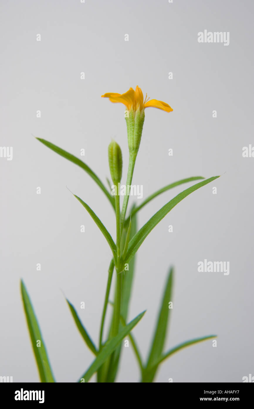 Mexican tarragon flower Stock Photo Alamy