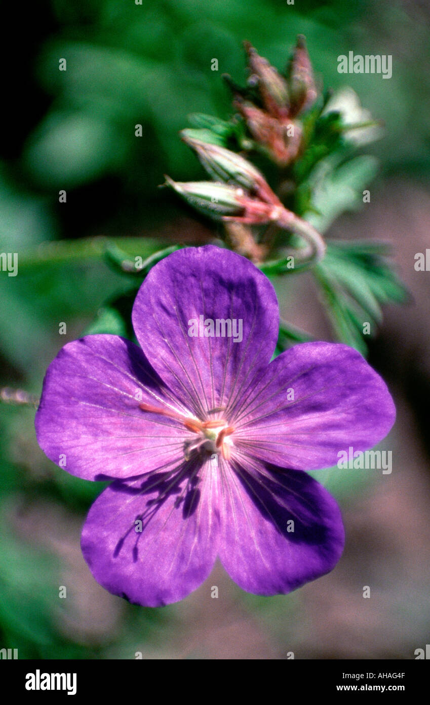 vertical portrait macro geranium ibericum platypetalum caucasus iran Stock Photo