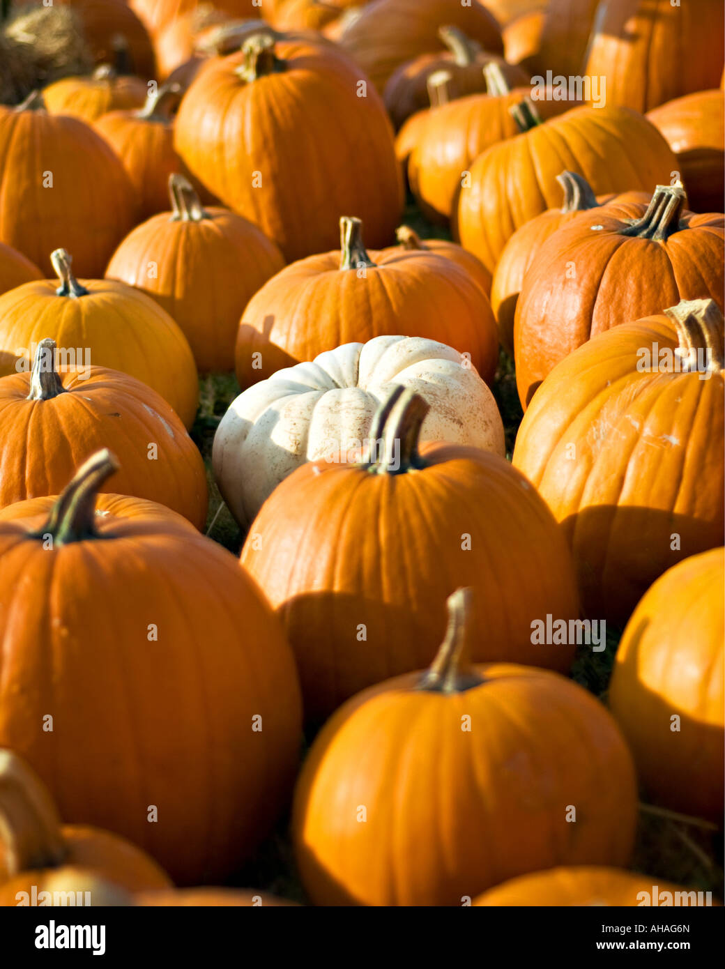 Pumpkins in a field Stock Photo - Alamy