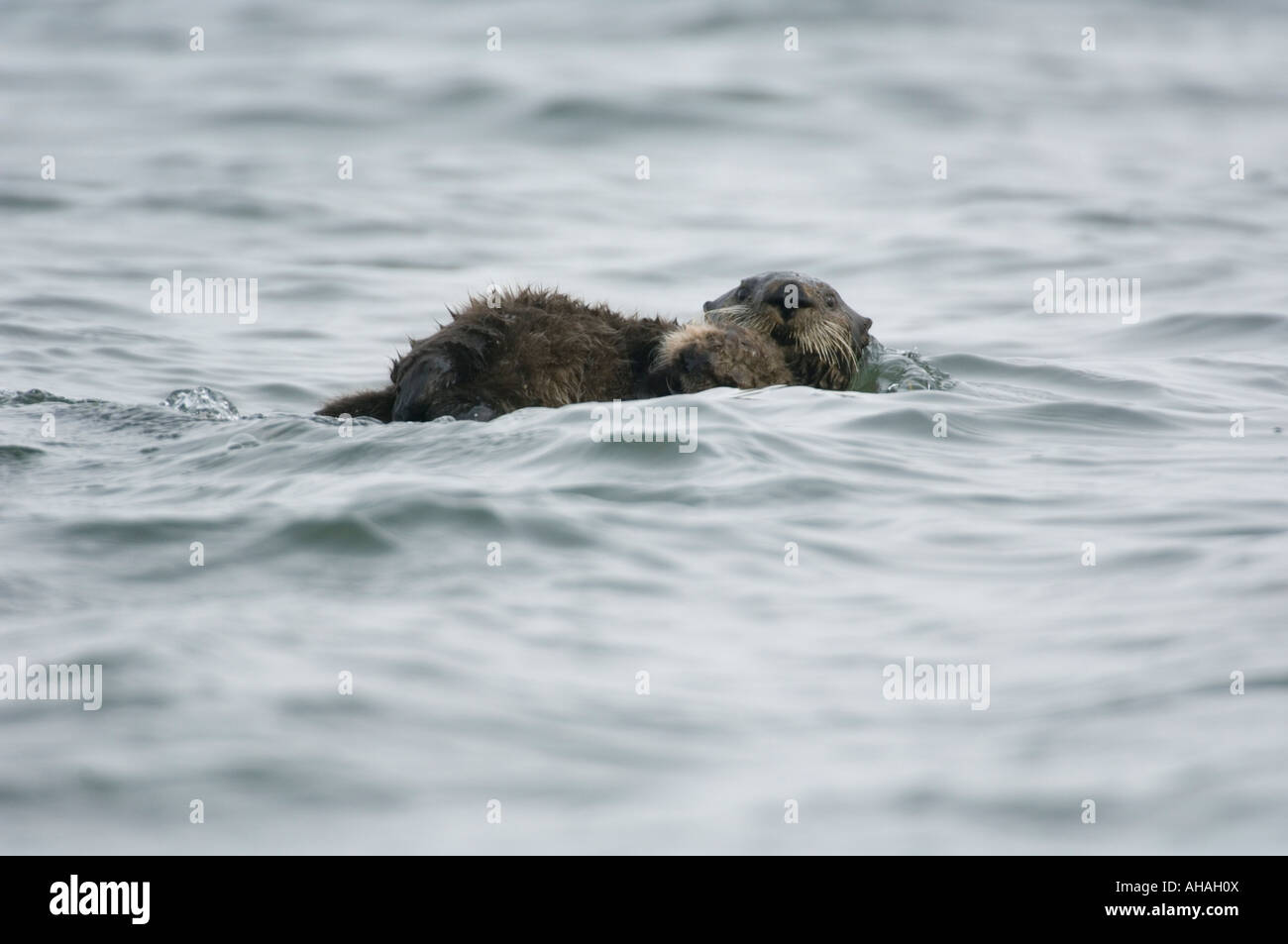 Sea Otter mother and baby  (Enhydra lutris) Izembek Lagoon, Alaska Peninsula, Alaska WILD Stock Photo