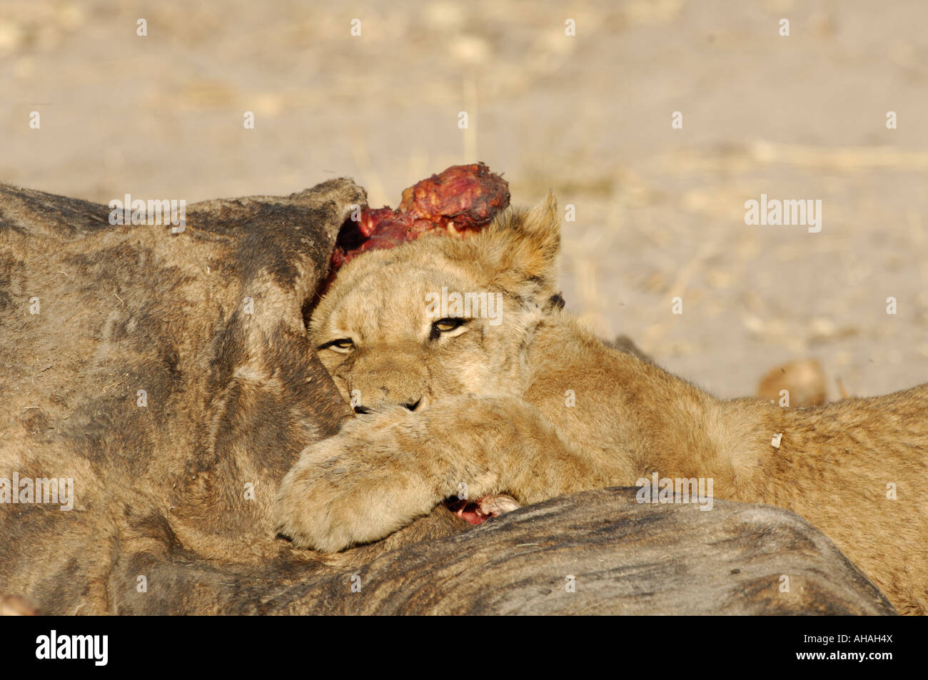 Lion Cub Eating a Giraffe Stock Photo