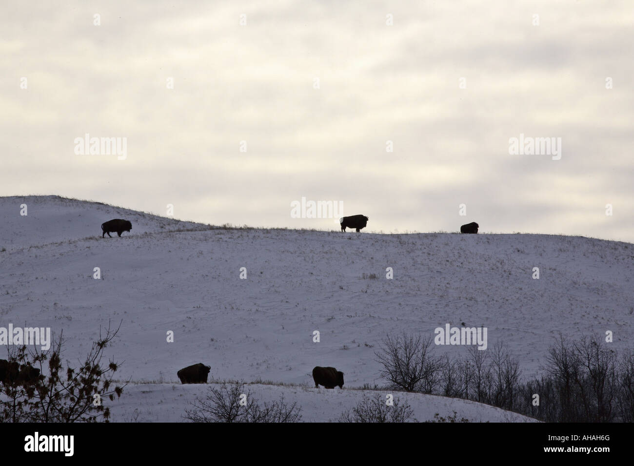 Painet jl7167 american bison athabascae bovine mammal largest terrestrial north america inhabited great plains united states Stock Photo