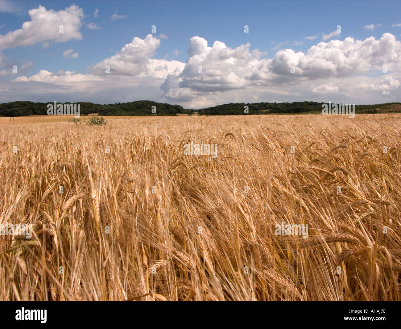 Farming field grain hi-res stock photography and images - Alamy