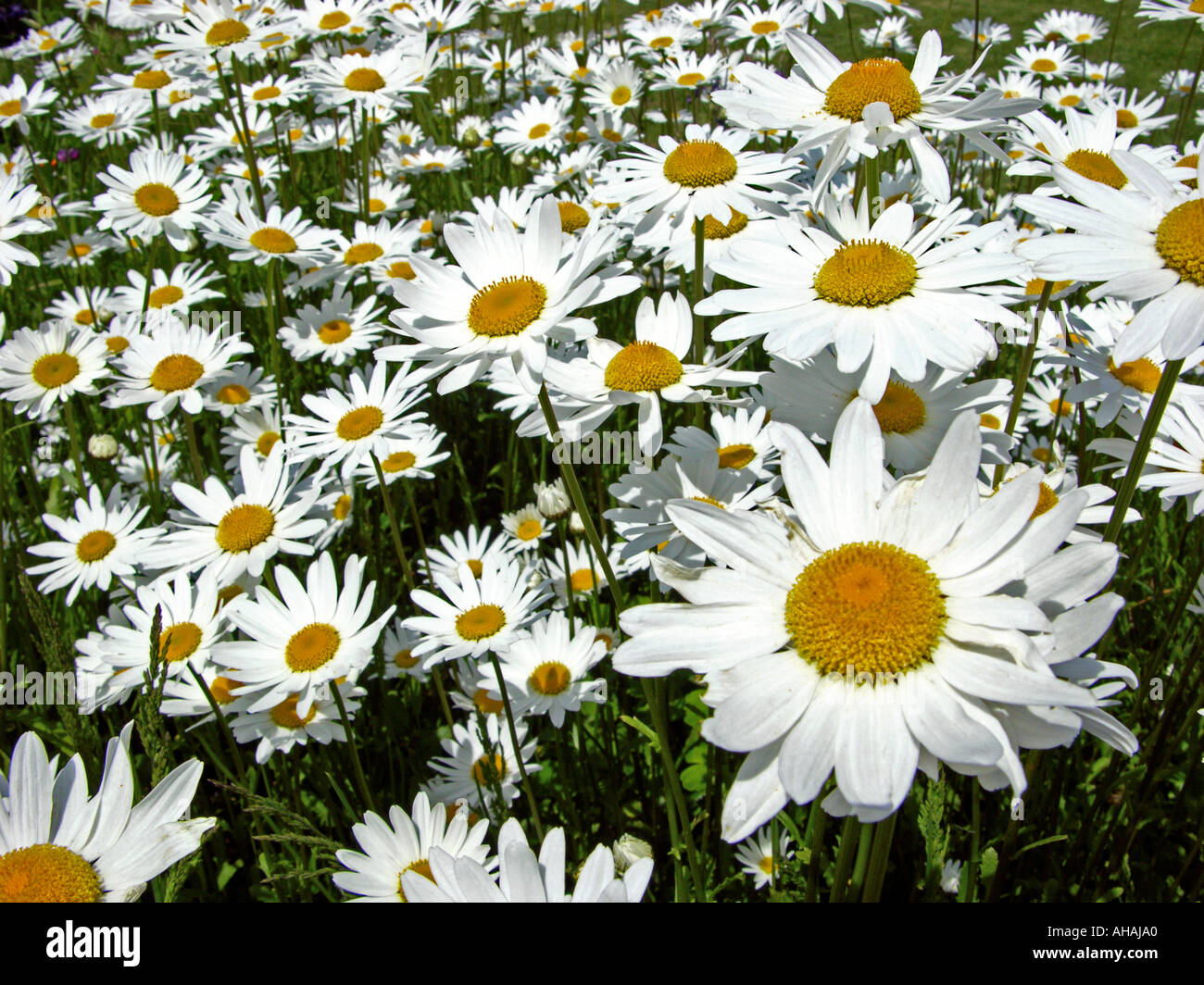 oxeye daisies in a suburban front garden england Stock Photo