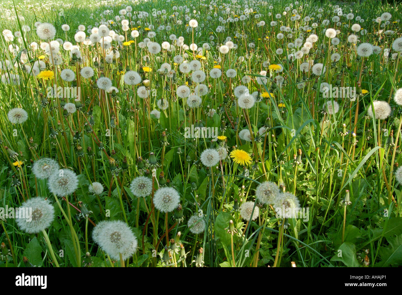 Meadow of Dandelion clocks Stock Photo Alamy