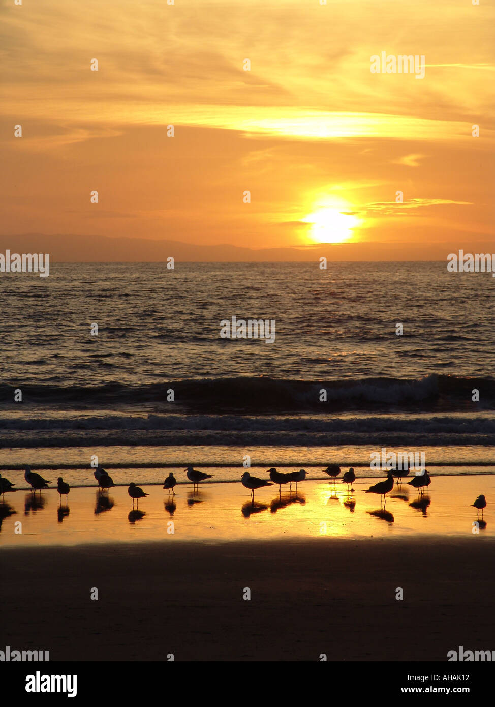 A vibrant image of gulls silhouetted at sunset on the California beach with Catalina Island in the background Stock Photo