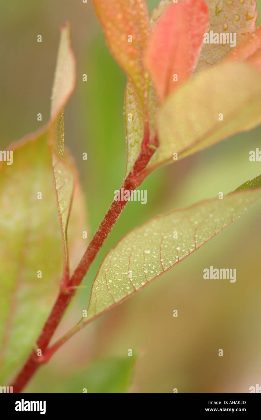 A beautiful closeup of dew on morning leaves Stock Photo