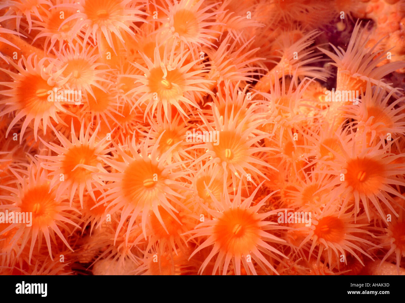 Orange cup coral shows it s color in the underwater Caribbean Stock Photo