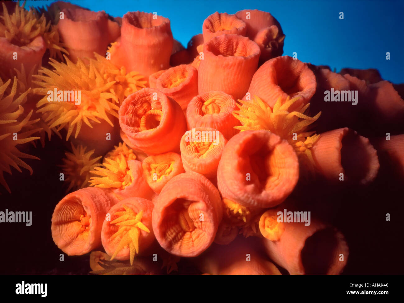 Orange cup coral radiates color at Cabo Pulmo reef near Cabo San Lucas Mexico. Stock Photo