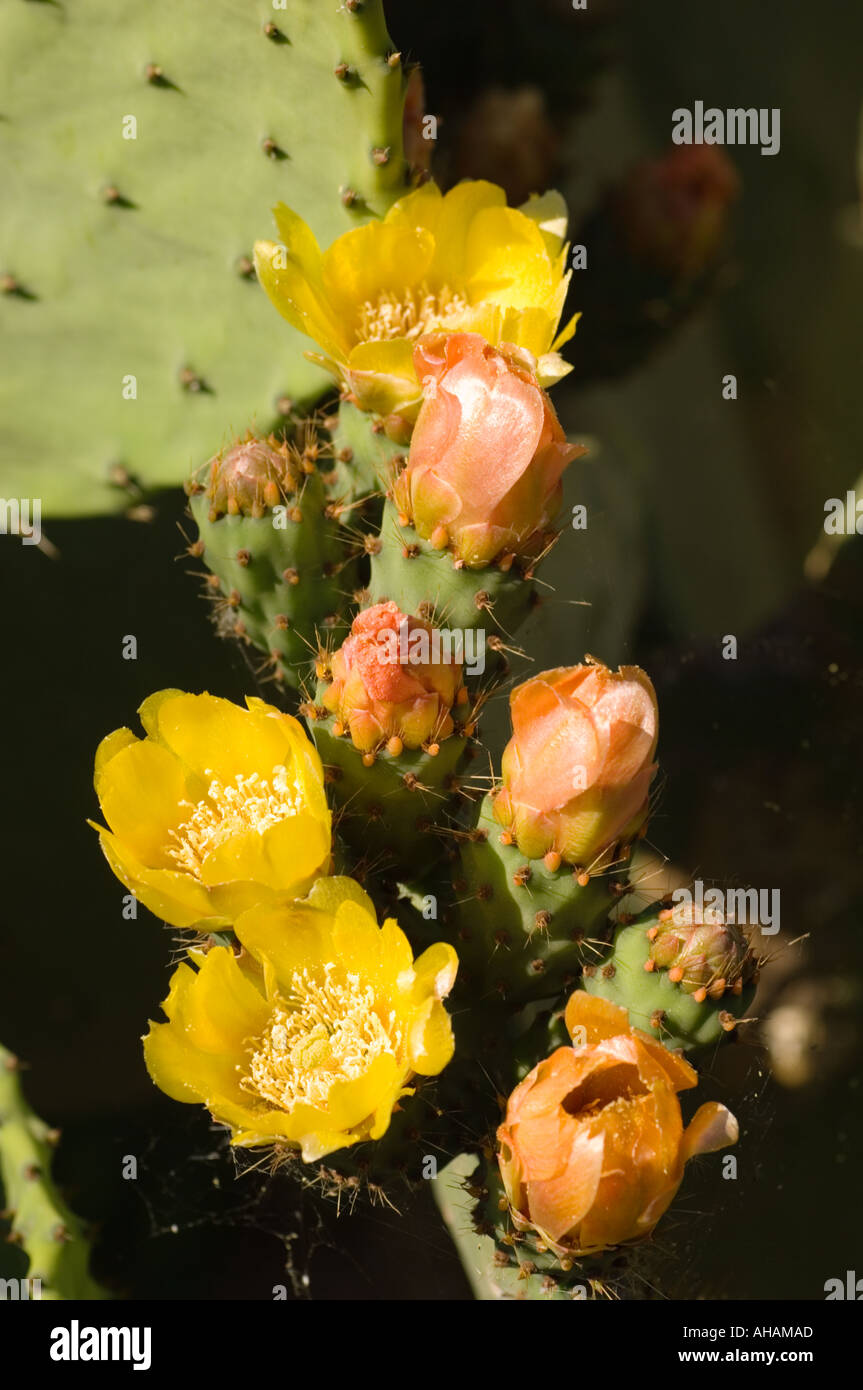 Color vertical image of orange and yellow prickly pear blossoms with spines and glochids visible Stock Photo
