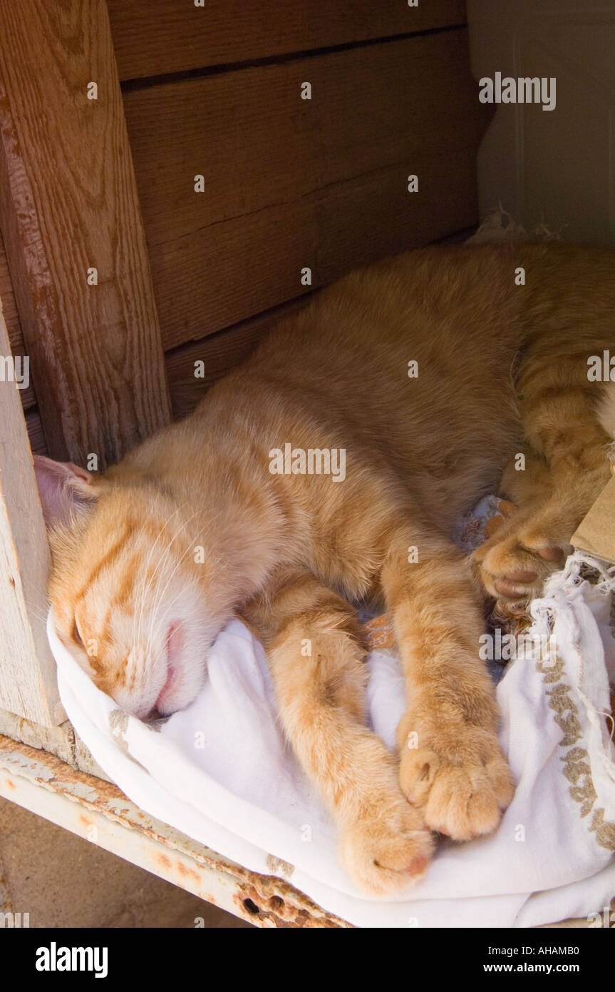 Color vertical image of a tiger cat sleeping on a white cloth in a wooden crate Stock Photo