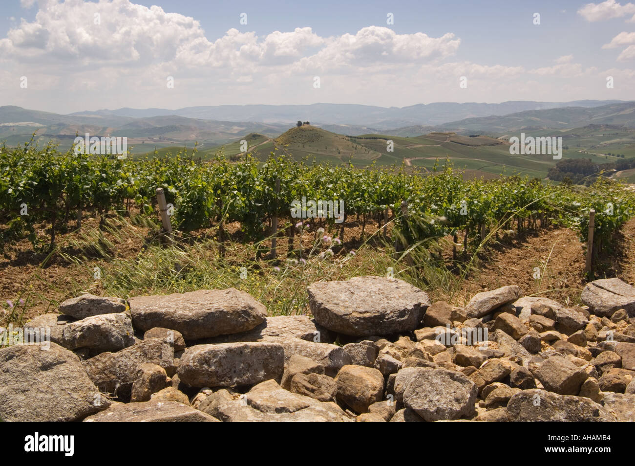 Color horizontal image of a vineyard behind a rock wall with young vines with a view of rolling landscape in Sicily Italy Stock Photo