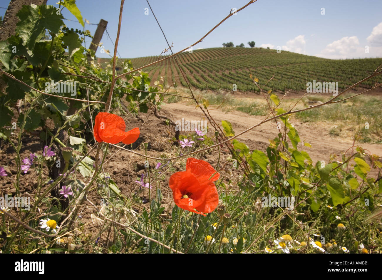 red Italian poppies and wildflowers in foreground with rows of grape vines in the Regaliali estate vineyard in Sicily Italy Stock Photo
