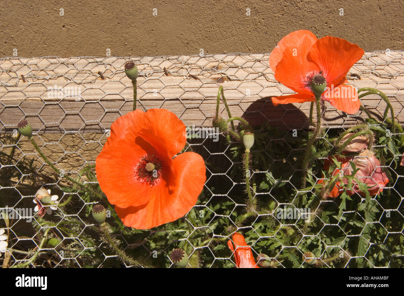 Color horizontal image of some red poppy flowers poking up through chicken wire in front of a brown adobe wall Stock Photo