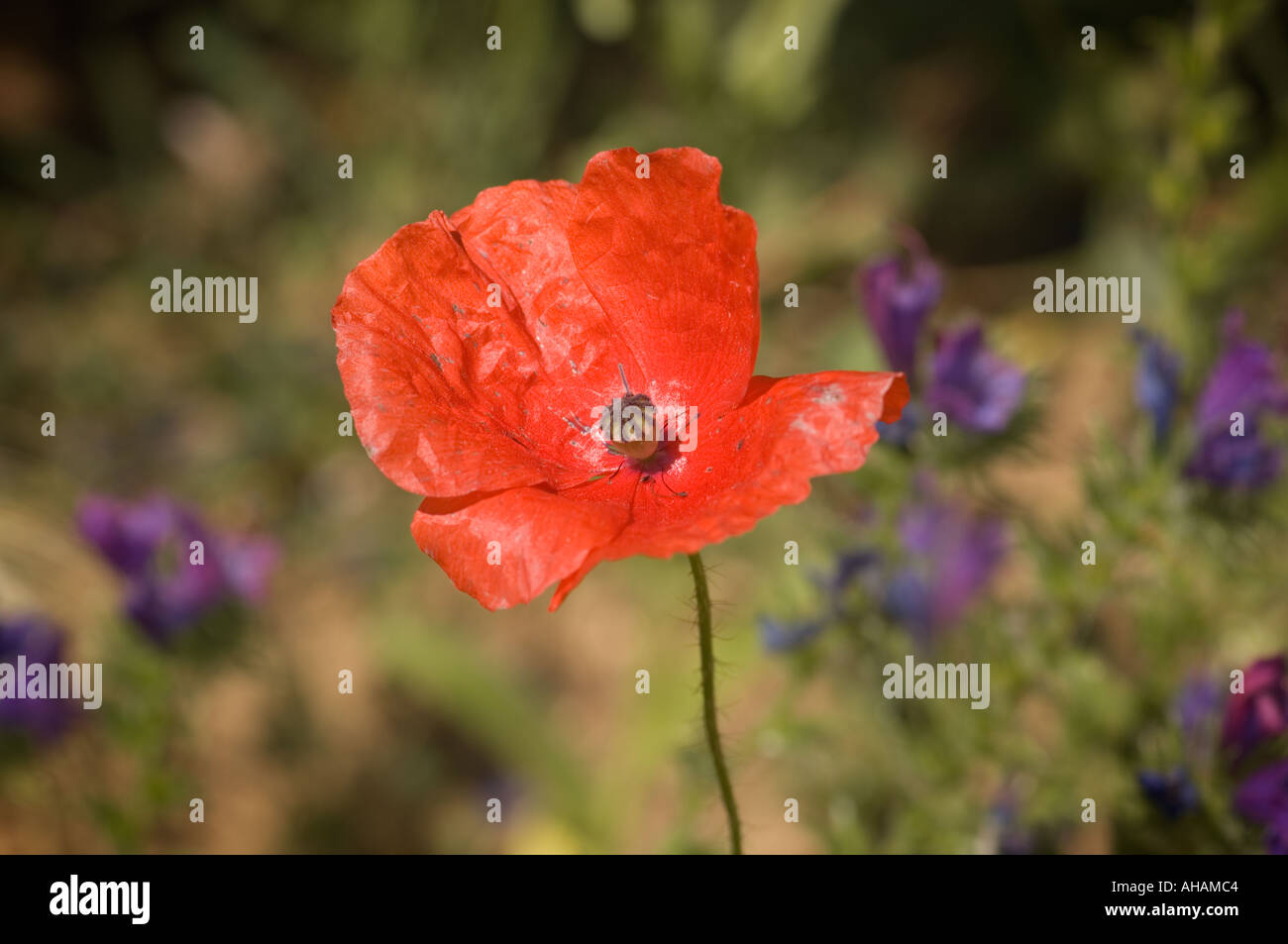 Color horizontal image of a red poppy in a field of purple wild flowers Stock Photo