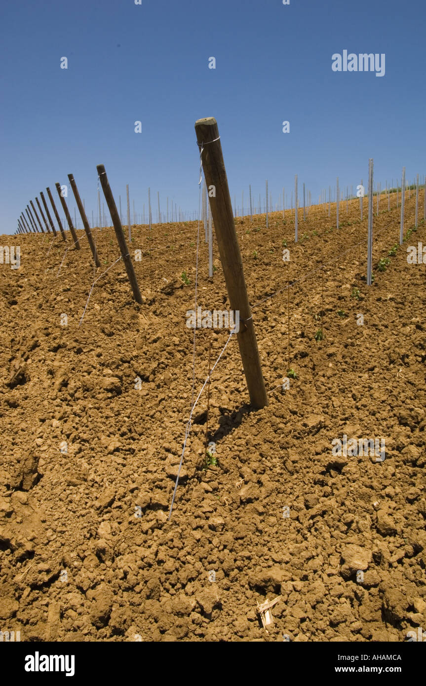 Color vertical image of a staked out vineyard with small seedlings just popping up out of the soil Stock Photo