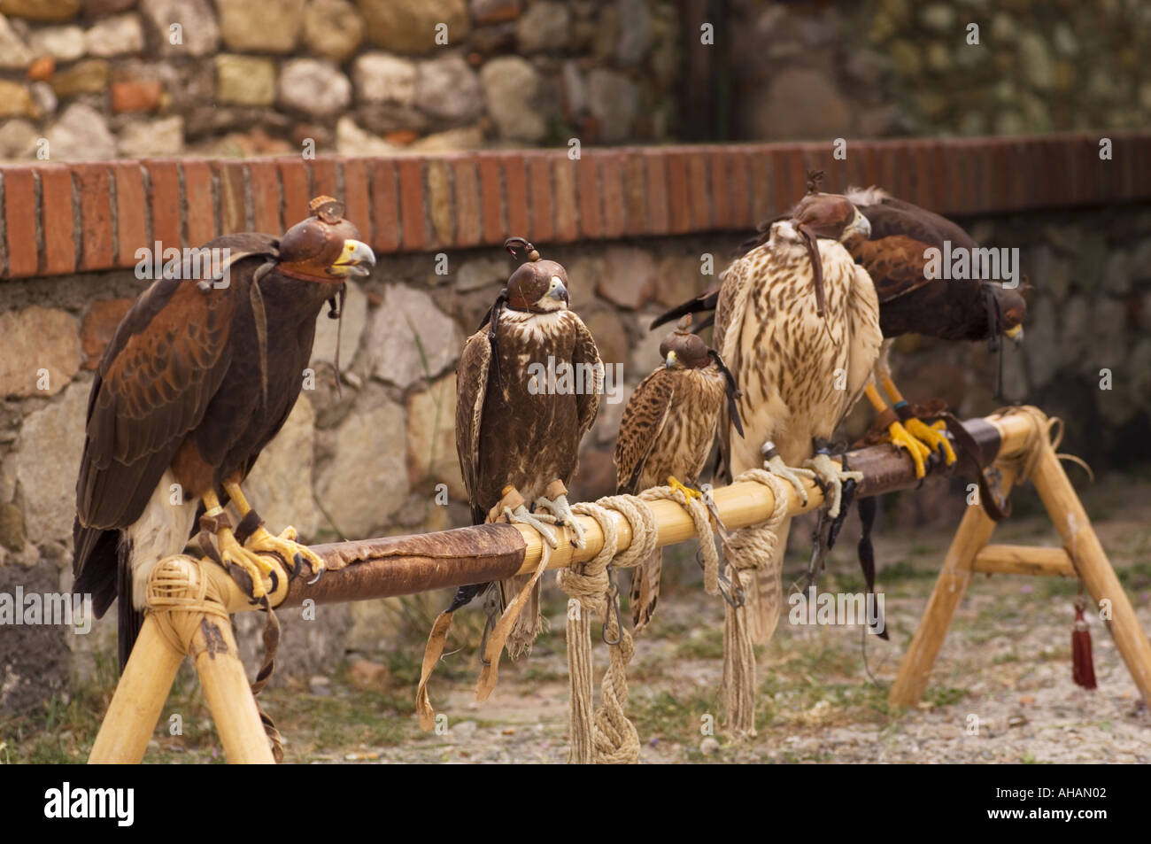row of leather hooded raptors on a bamboo perch waiting to perform at the International Eagle and Falcon Show Center in Flight Stock Photo