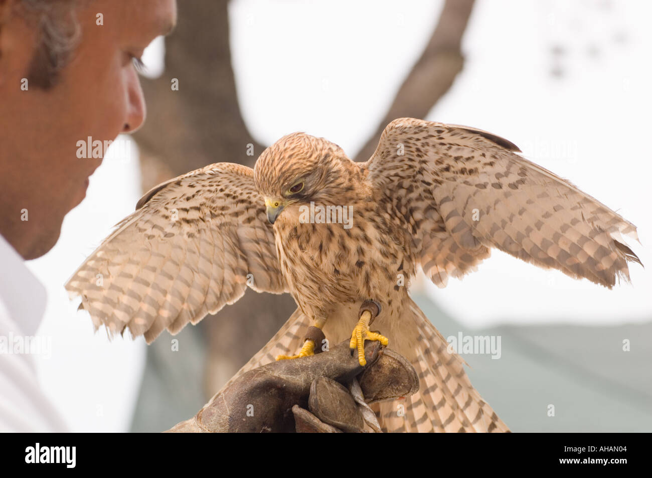 Captive American Kestral on the gloved hand of trainer with wings spread Stock Photo