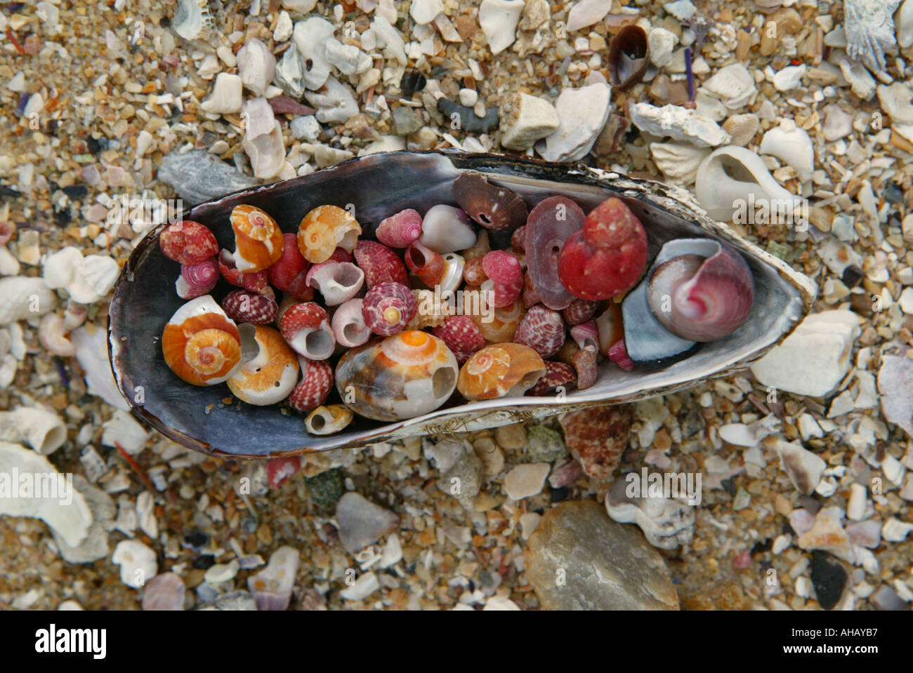 colorful Shells at South beach of Cape Town Stock Photo