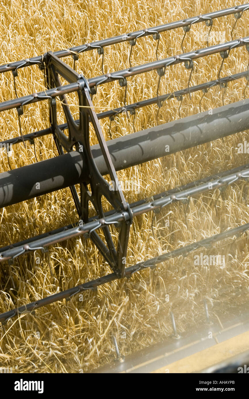 Reel of combine harvester Wiltshire England UK Stock Photo Alamy