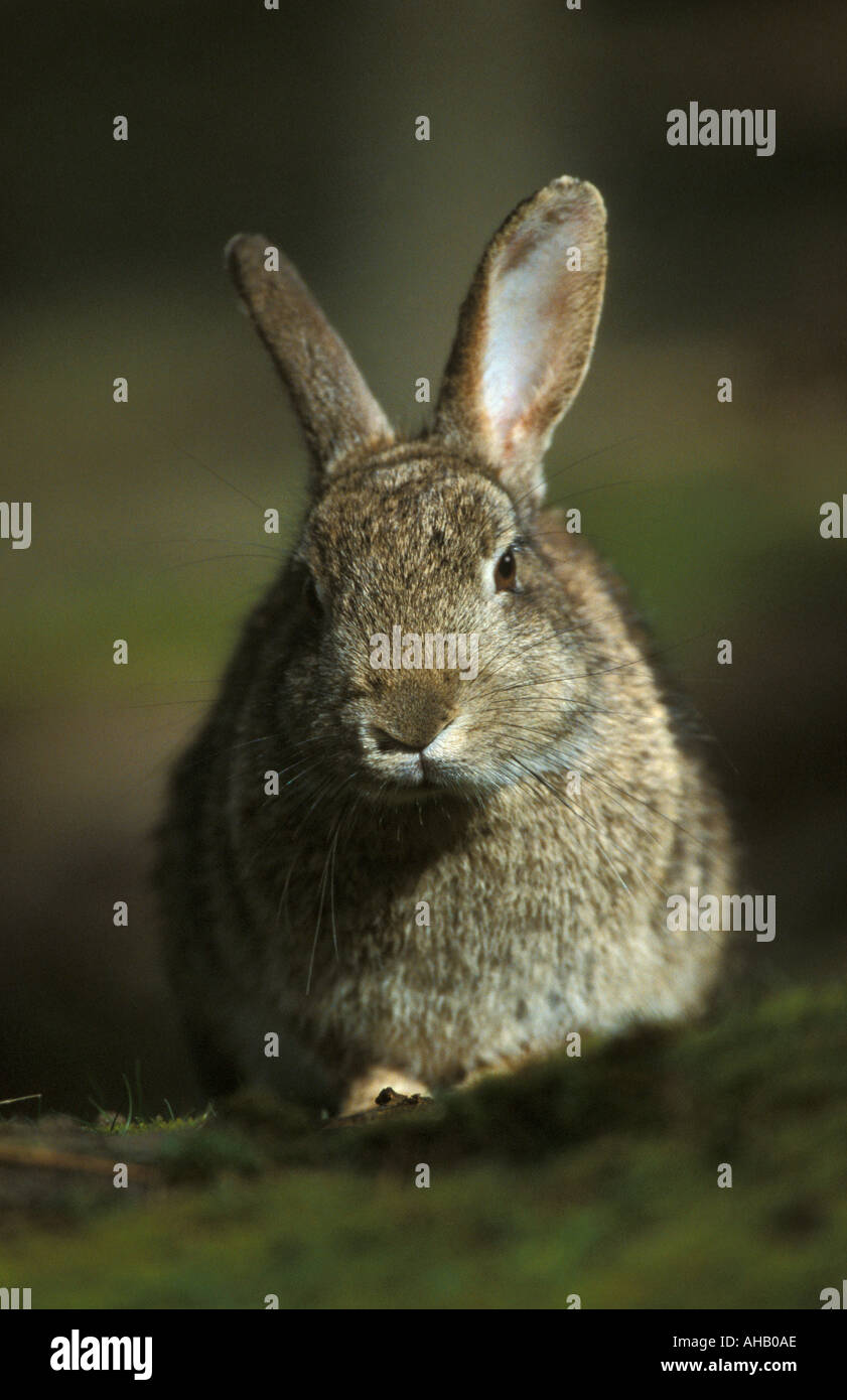 Wild Rabbit Summer Rabbit in summer meadow hi-res stock photography and images - Alamy